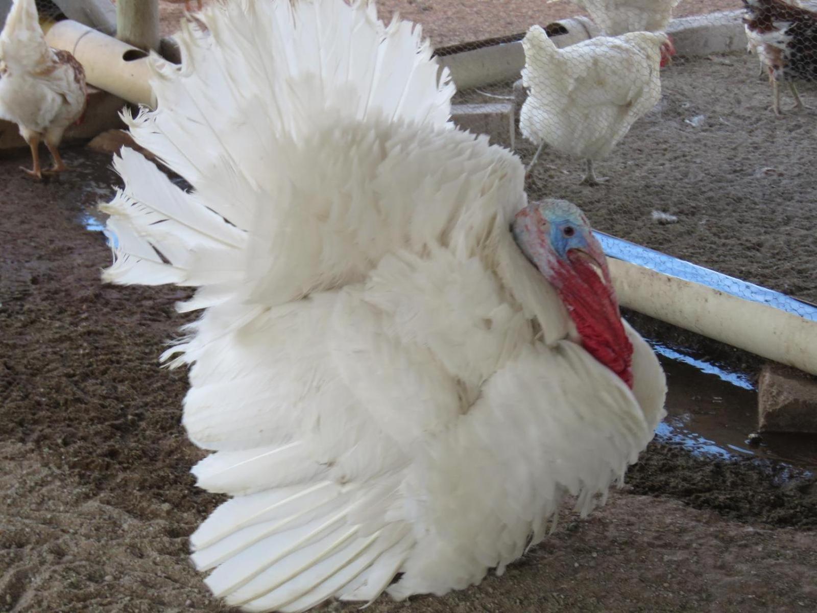 Отель Tropic Of Capricorn Guest Farm Rehoboth Экстерьер фото